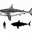 Image result for Megalodon Shark