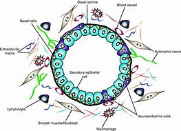 Image result for Prostate Gland Structure