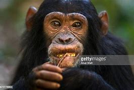 Image result for Chimpanzee Eating Meat