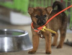 Image result for Korean Yellow Dog