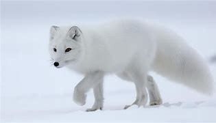 Image result for Tundra Biome Arctic Fox