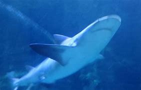 Image result for Speartooth Shark