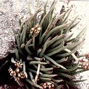 Image result for Dudleya San Diego