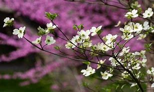 Image result for Flowering Dogwood Roots