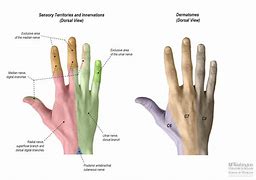 Image result for Hand Nerve Innervation