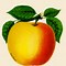 Image result for Sketch Image of Apple