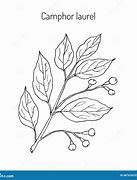 Image result for Camphor Tree Top View Drawing