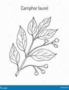 Image result for Camphor Tree Leaves Vector