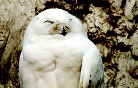 Image result for Dormouse Teeth in Owl Pellets