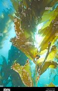 Image result for Kelp Sea Snail Fish