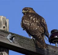 Image result for Juvenile Red-tailed Hawk