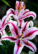 Image result for Summer Flowering Bulbs