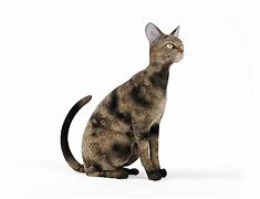 Image result for Mottled Grey Cat