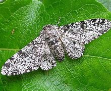 Image result for Peppered Moth Eggs