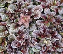 Image result for Ground Cover for Shaded Areas