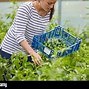 Image result for Organic Chilli Farming