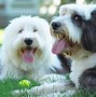 Image result for AKC Terrier Breeds