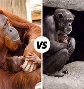 Image result for Chimpanzee vs Orangutan