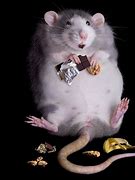 Image result for Baddie Rat