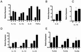 Image result for Il-12 qPCR