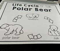 Image result for Polar Bear Life Cycle