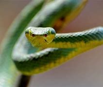 Image result for Venomous Pit Viper