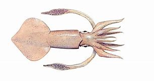 Image result for Squid Alive