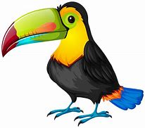 Image result for Rainforest Animals Toucan