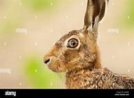 Image result for Hare Portrait Side Profile