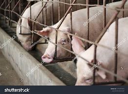 Image result for Swine Sow Giant