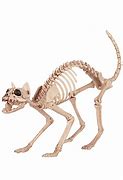 Image result for Halloween Skeleton Cat