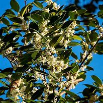 Image result for Fragrant Tea Olive Tree