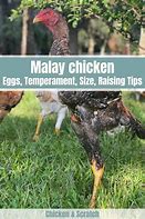 Image result for Malay Chicken Bird