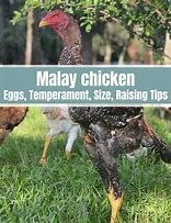 Image result for Malay Chicken