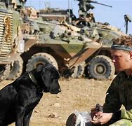 Image result for Military War Dogs