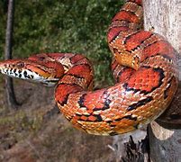 Image result for Corn Snake Arkansas