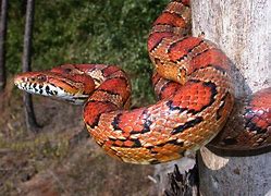 Image result for Orchid Corn Snake