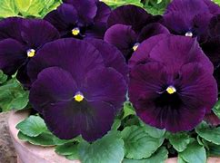 Image result for Dark Purple Flower Names