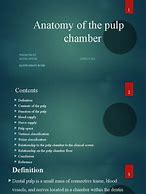 Image result for Pulp Anatomy