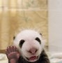 Image result for Baby Panda Pixel Art