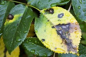 Image result for Rose Tree Diseases