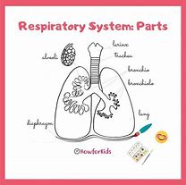 Image result for Respiratory System Chart for Kids