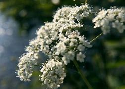 Image result for Deadly Hemlock