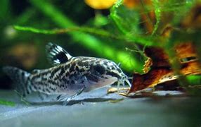 Image result for Bottom Feeder Fish for Koi Pond