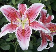 Image result for Stargazer Lily Black and White