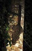 Image result for Marbled Cat Tail