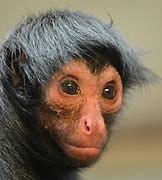 Image result for Spider Monkey Feet