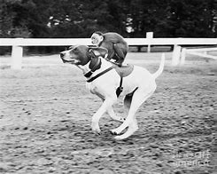 Image result for Monkey Riding Cat