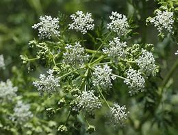 Image result for Conium Maculatum Norsk