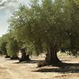 Image result for Olive Tree Marzilla